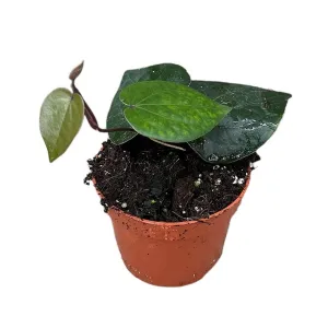 15 cm Piper Indonesia Green House Plant 10,5 cm Pot