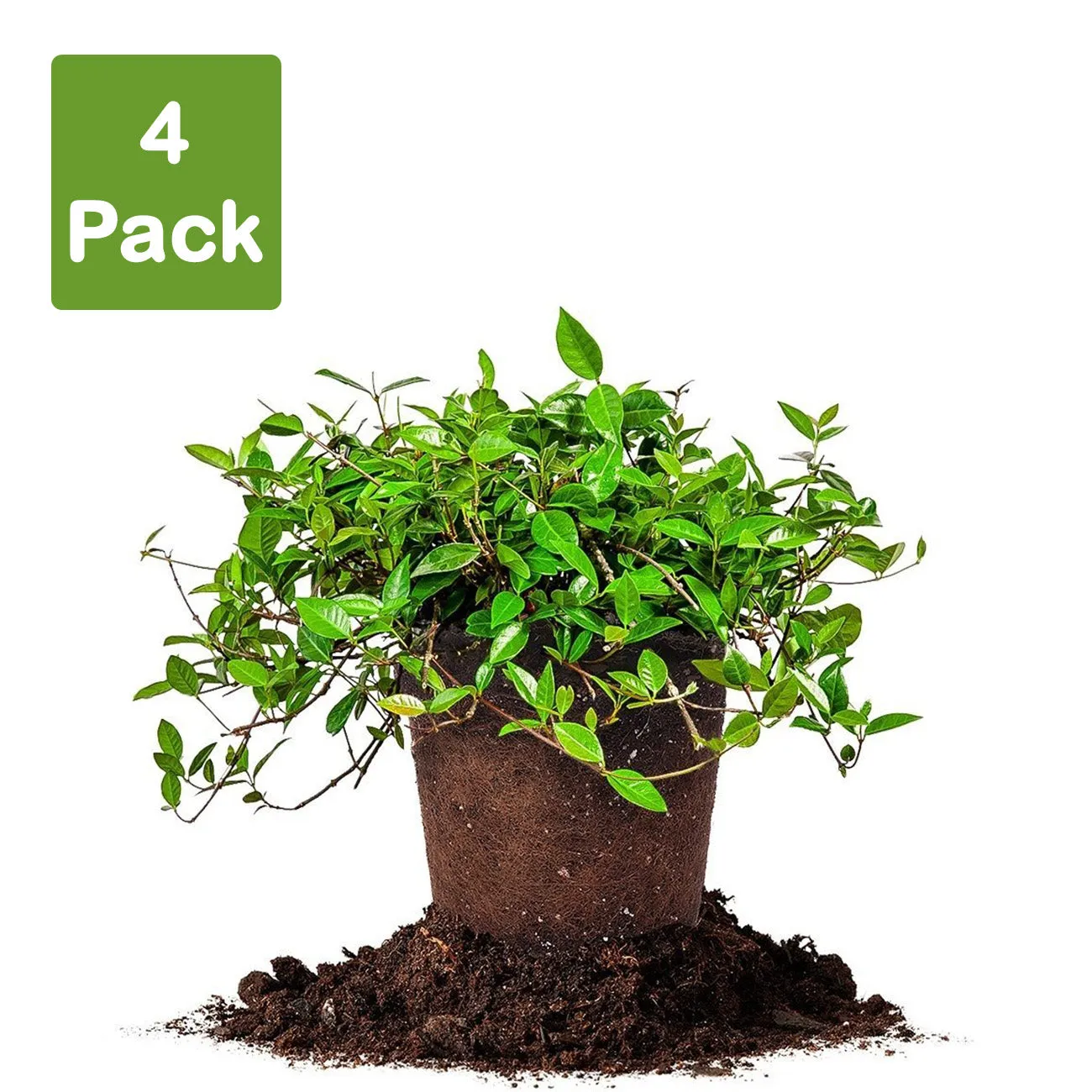 Asiatic Jasmine Shrub