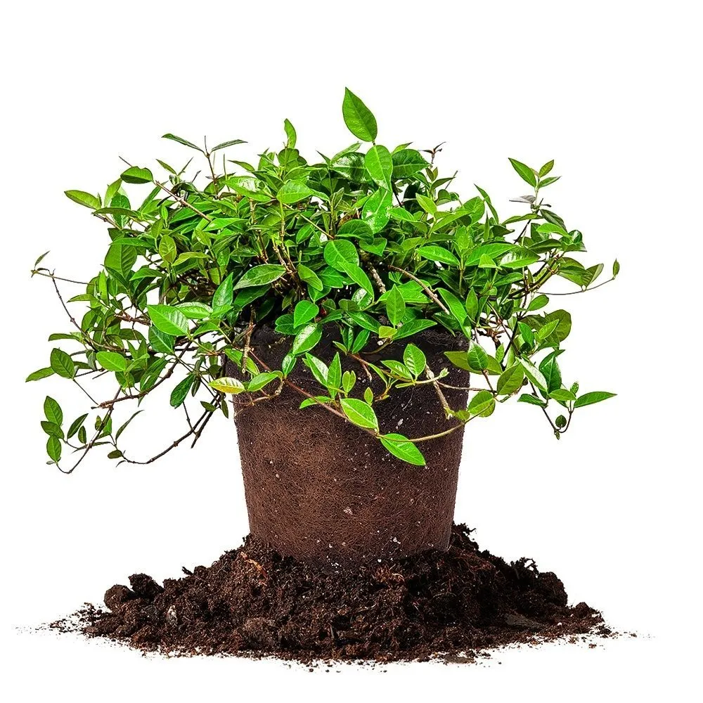 Asiatic Jasmine Shrub