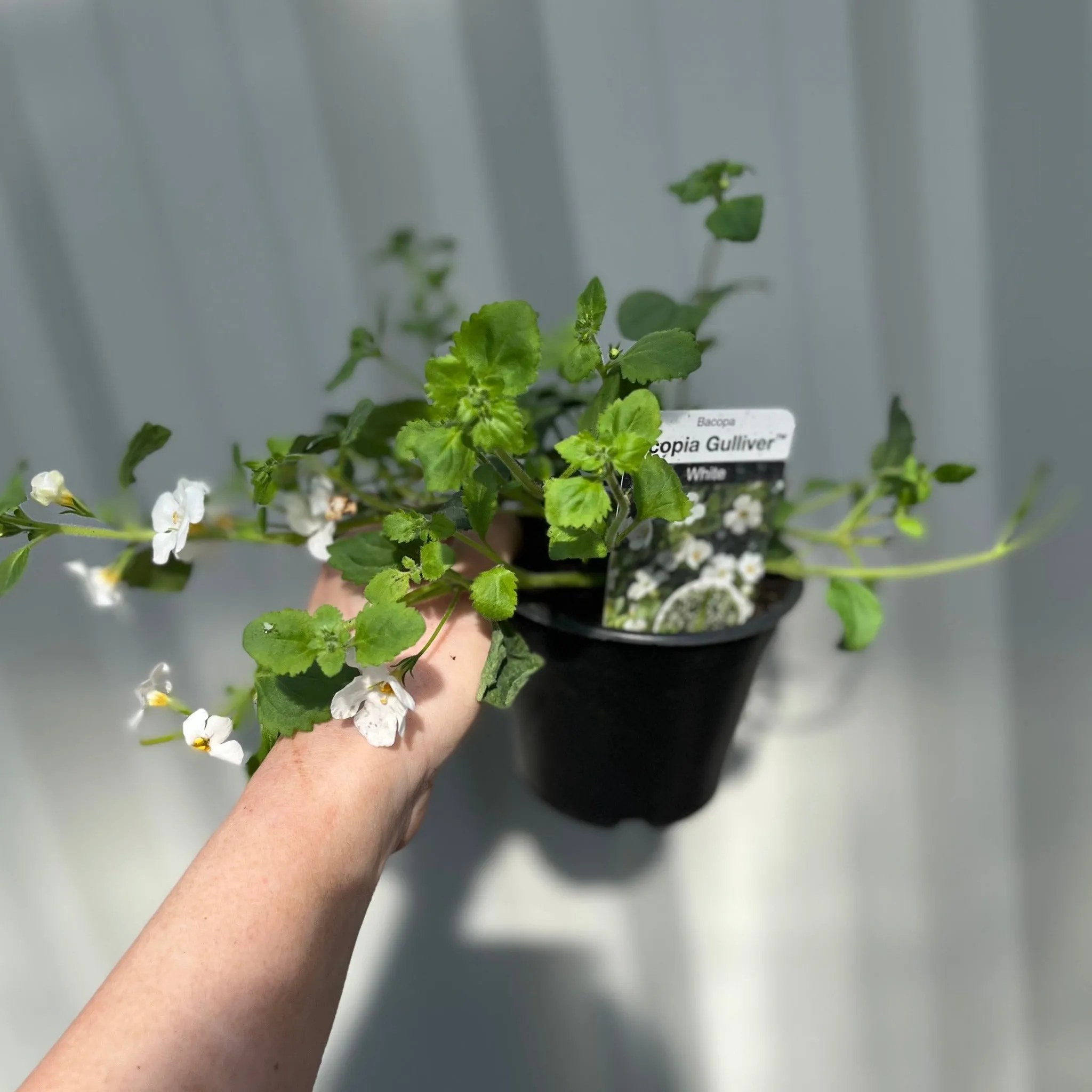 Bacopa White (9cm Growers Pot)