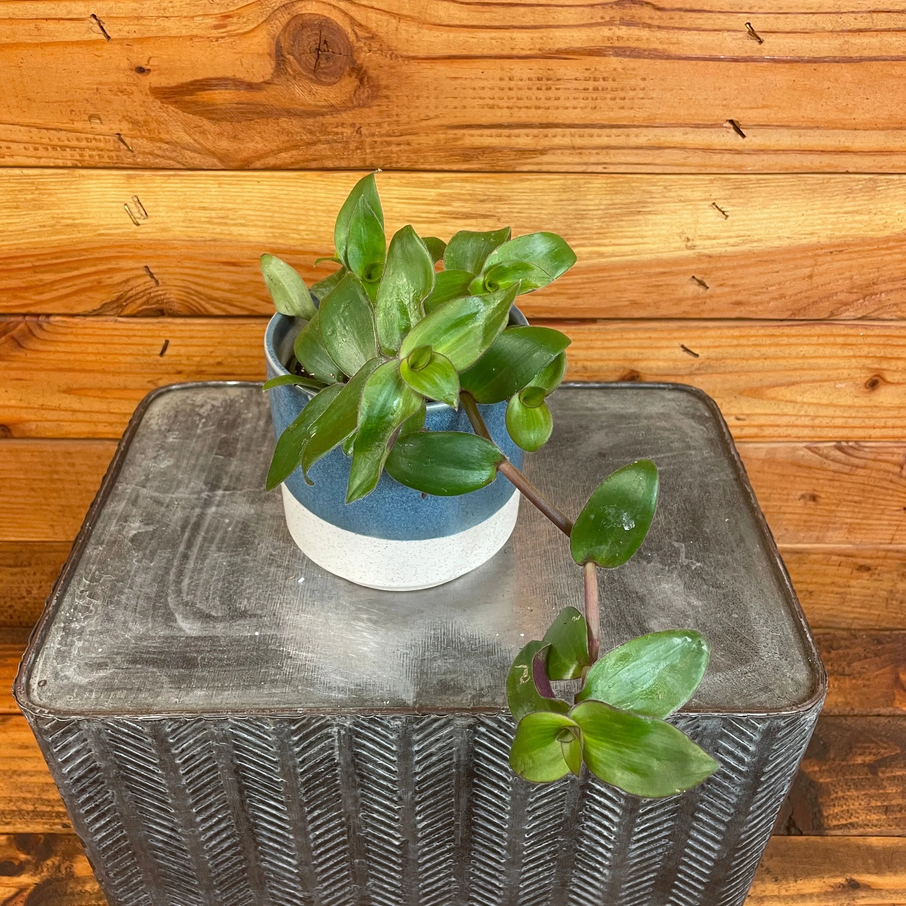 Tradescantia Hijau Baru, 4" Plant