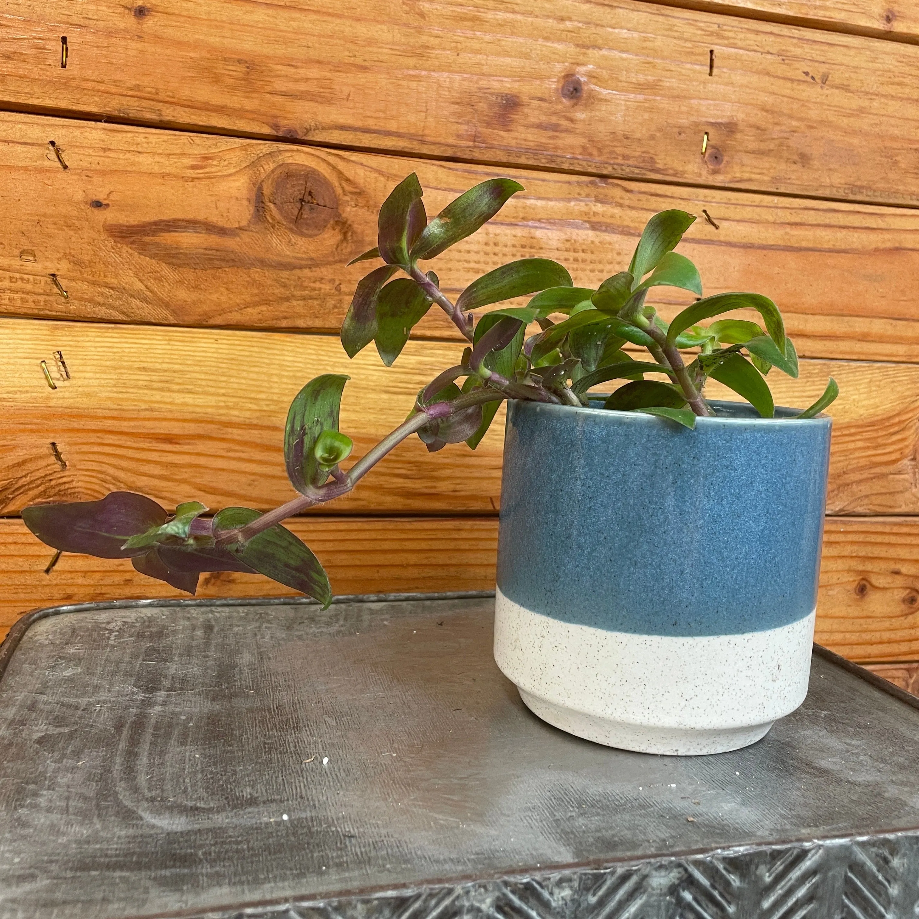 Tradescantia Hijau Baru, 4" Plant