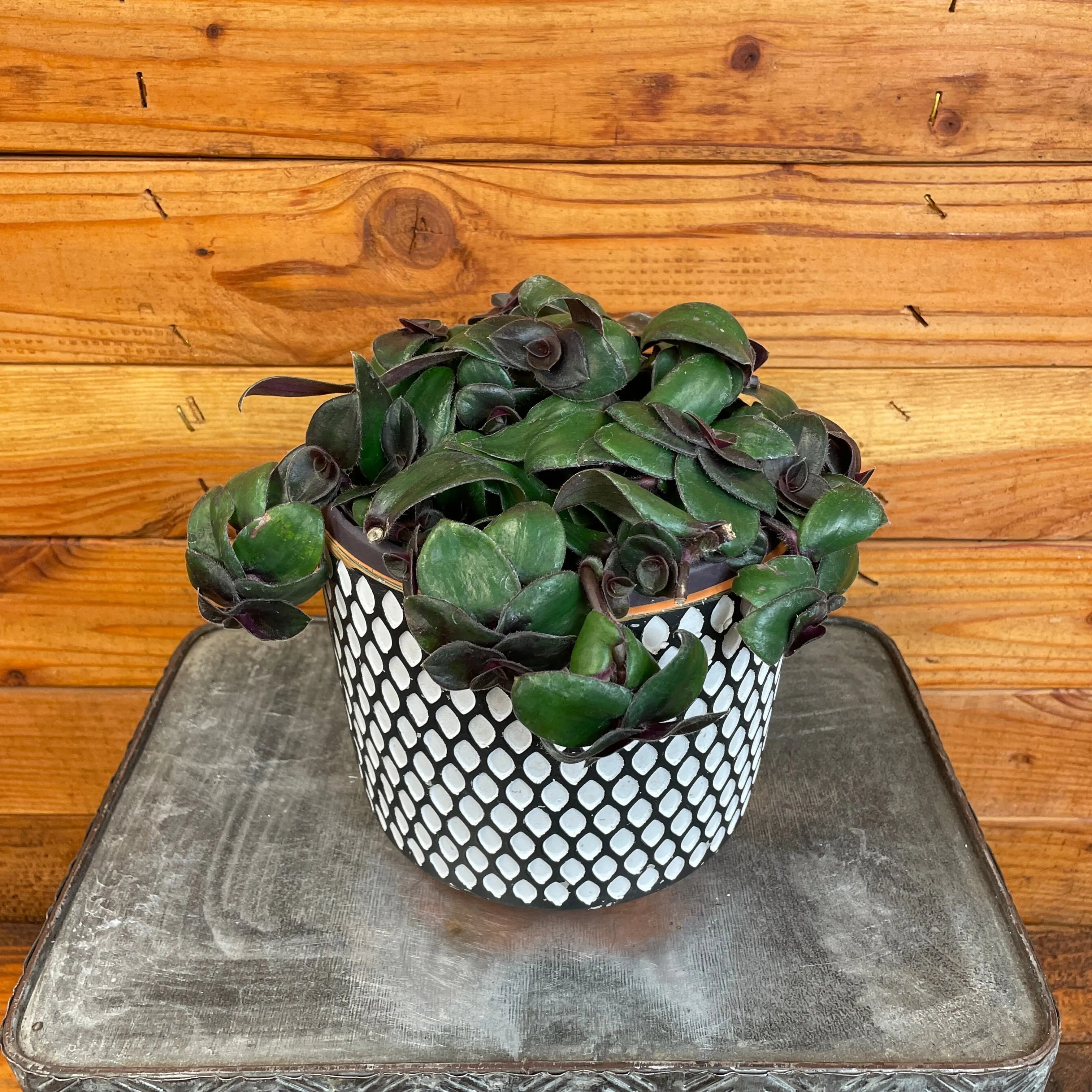 Tradescantia Hijau Baru, 6" Plant