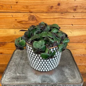Tradescantia Hijau Baru, 6" Plant