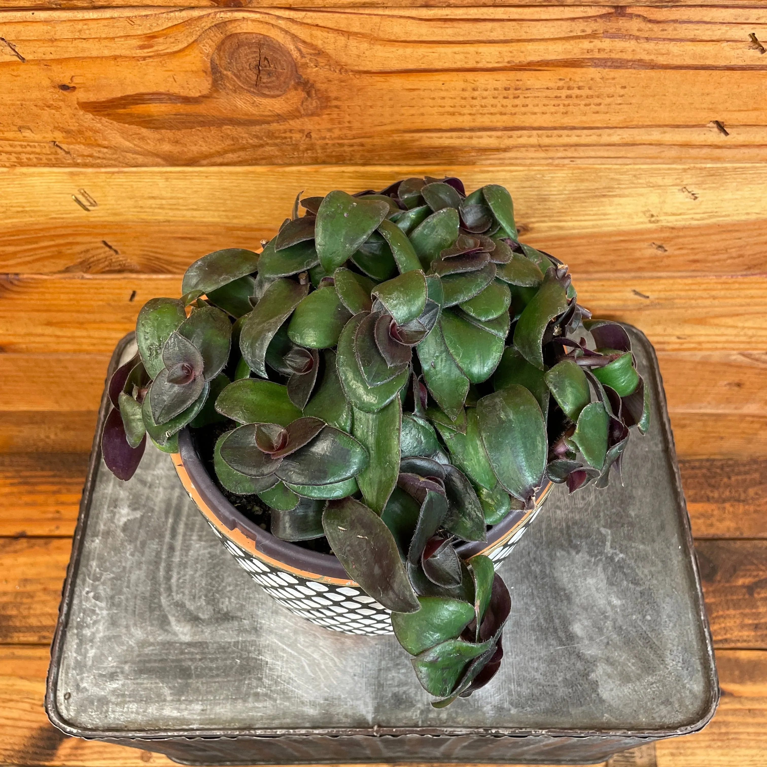 Tradescantia Hijau Baru, 6" Plant