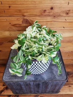 Tradescantia Zebrina Green and Yellow, 6" Plant