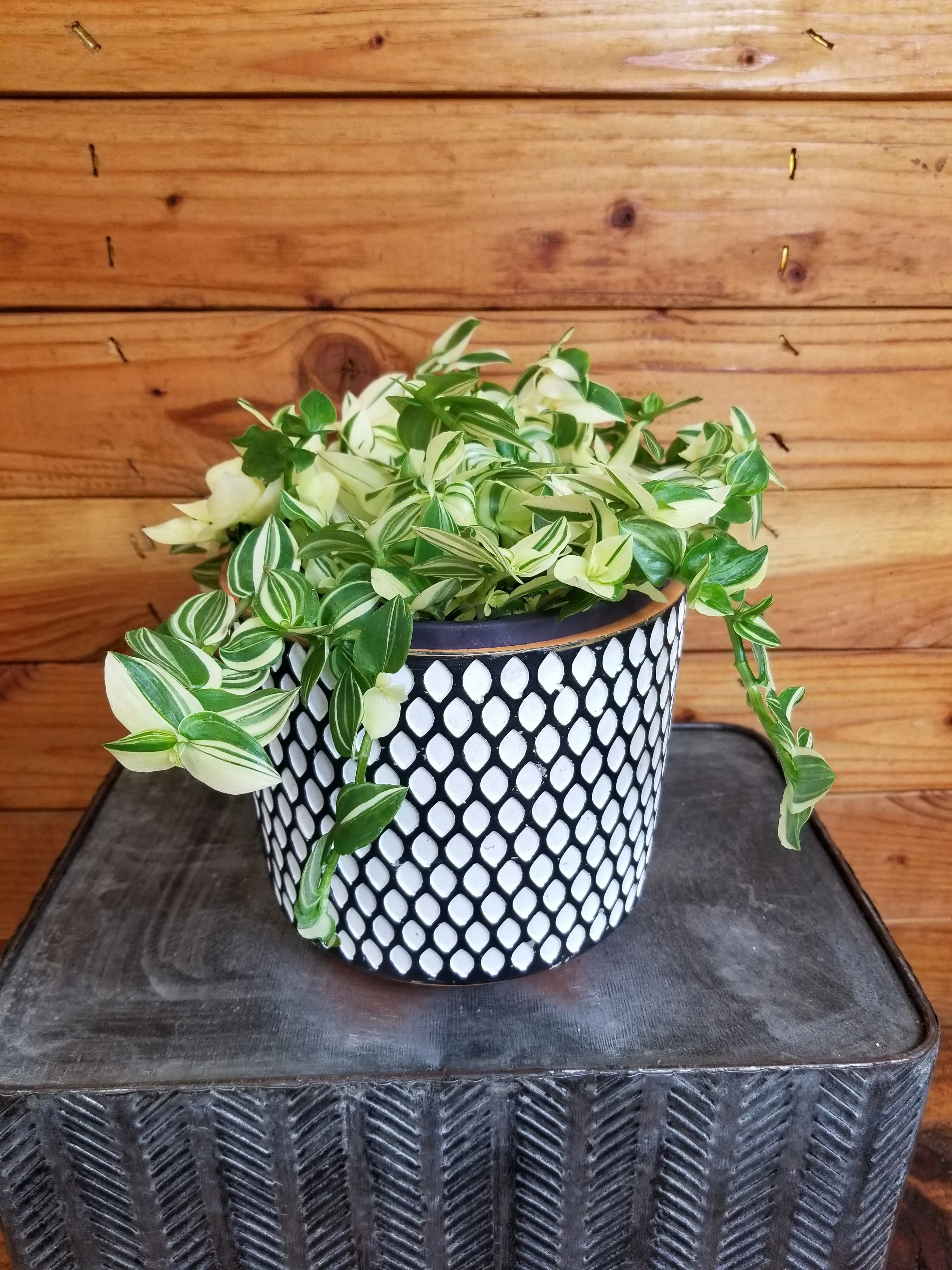 Tradescantia Zebrina Green and Yellow, 6" Plant