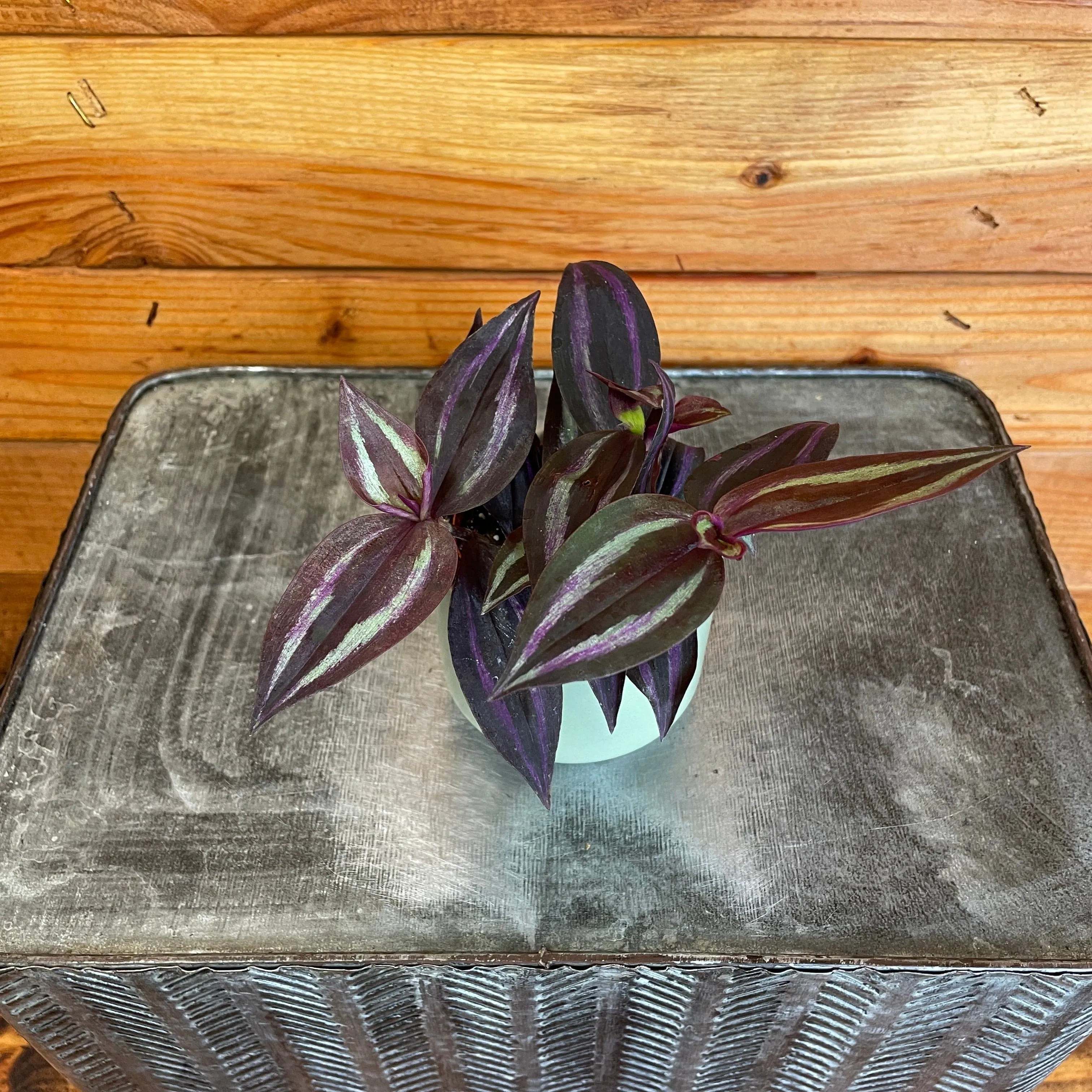 Tradescantia Zebrina Red, 2" Plant