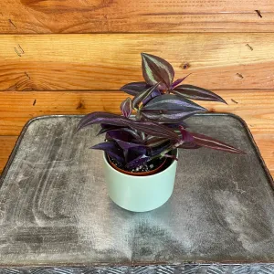 Tradescantia Zebrina Red, 2" Plant
